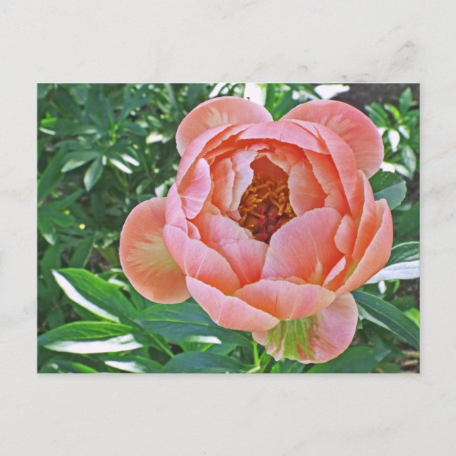 Postale carte postale, "PEACHY PINK PEONY" (Devant)