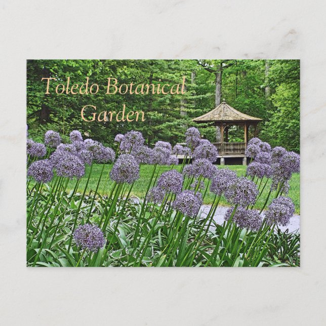 POSTALE CARTE POSTALE, "PURPLE ALLIUM & GAZEBO" TOLEDO BOT (Devant)