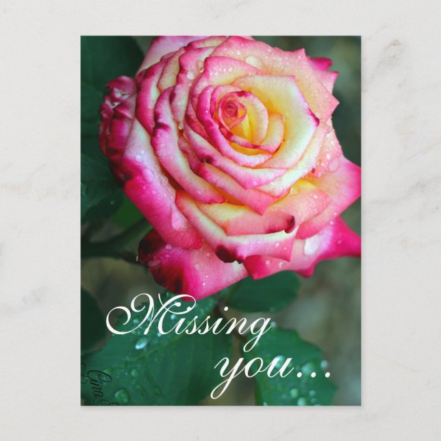 Postale Carte postale/rose et rose blanche (Devant)