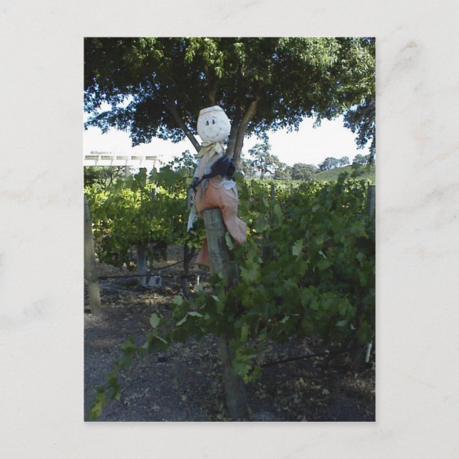 Postale Carte postale, Scarecrow à Peachy Canyon Winery (Devant)