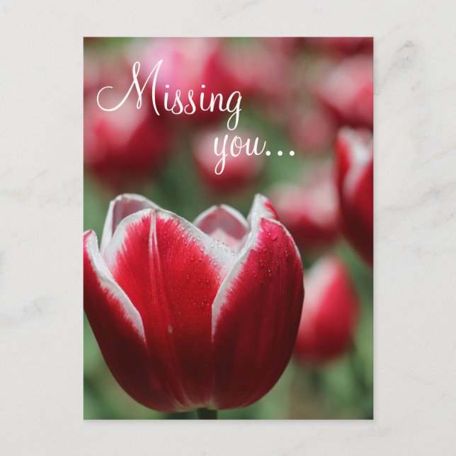 Postale Carte postale/Tulip (Devant)