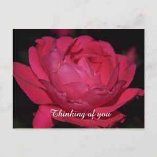 Postale Carte postale. Un rose sous un autre nom