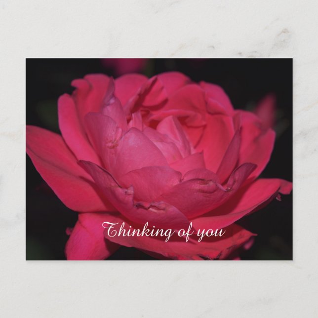 Postale Carte postale. Un rose sous un autre nom (Devant)