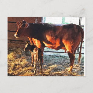 Postale Carte postale. Vache et veau.