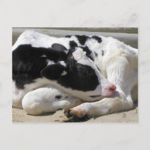 Postale Carte postale, Vache, photo de veau