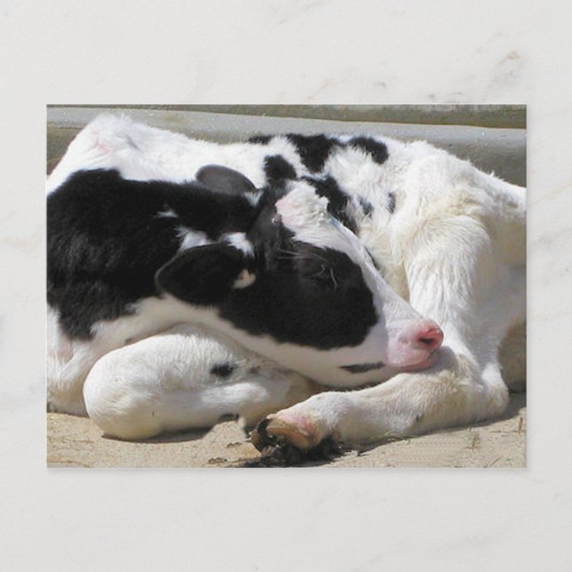 Postale Carte postale, Vache, photo de veau (Devant)