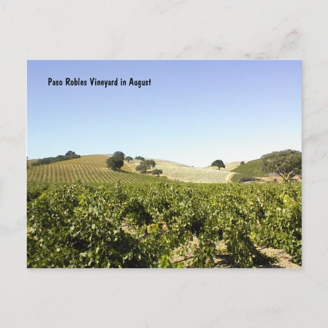 Postale Carte postale: Vignoble Paso Robles en août (Devant)