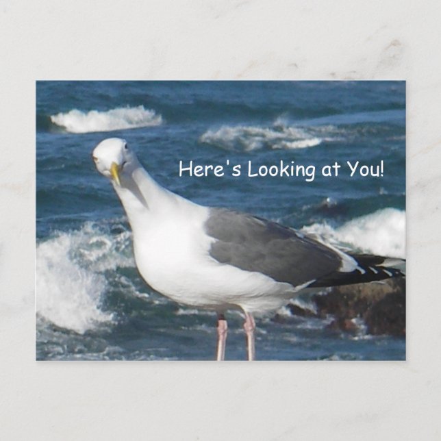 Postale Carte postale:  Vous regardez Gull (Devant)