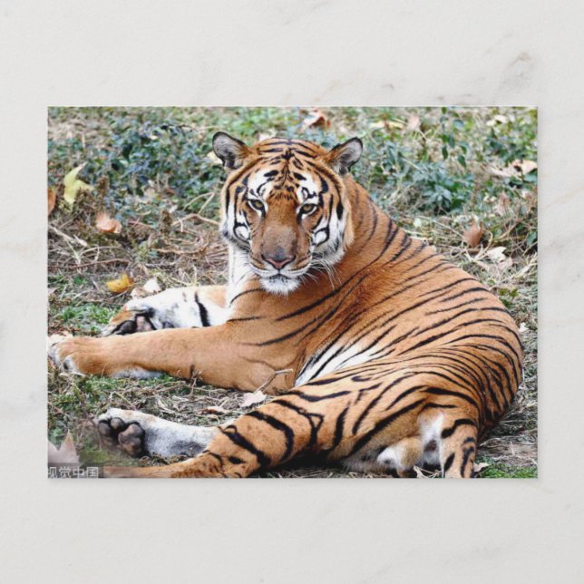 Postale Carte postaleAnimal (Devant)