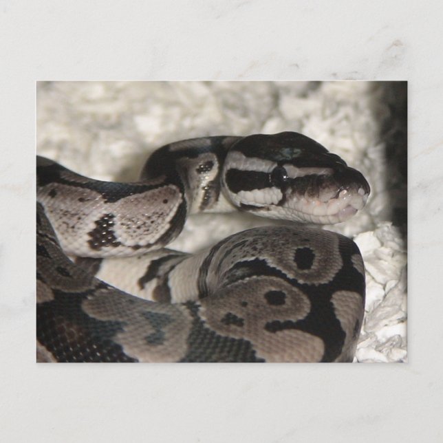 Postale Carte PostCard Axanthic Ball Python (Devant)