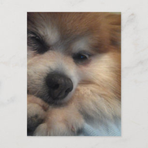 Postale CARTE POSTCARD Cute Pomeranian
