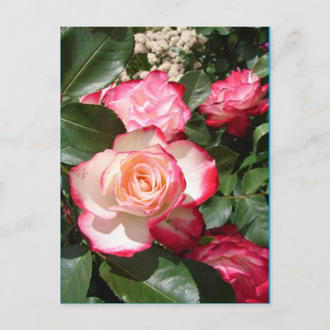 Postale Carte Rose de fleurs Roses rouge et blanc (Devant)