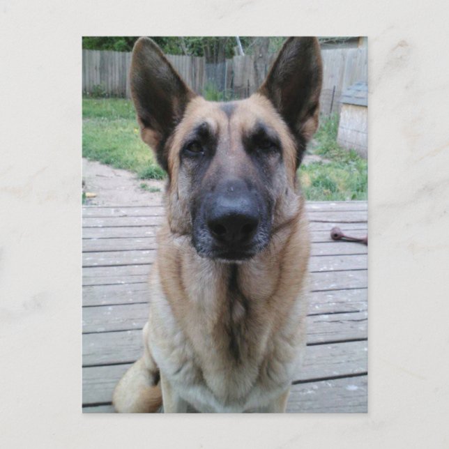 Postale Carte Shepard allemande mignonne (Devant)