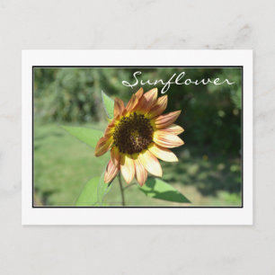 Postale Carte Sunflower de septembre