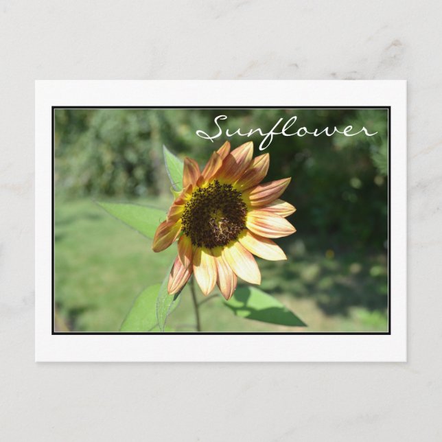 Postale Carte Sunflower de septembre (Devant)
