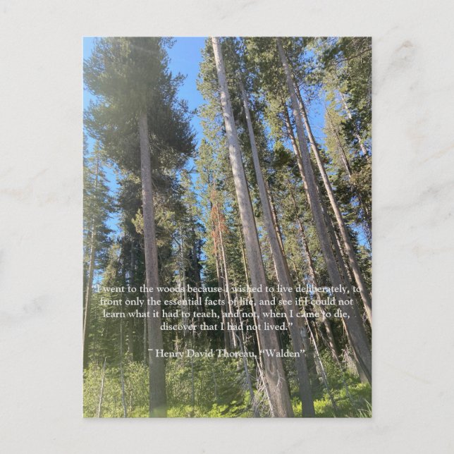 Postale Carte Trees Forest Woods Thoreau (Devant)