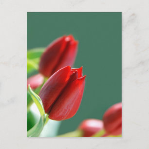 Postale Carte Tulipes
