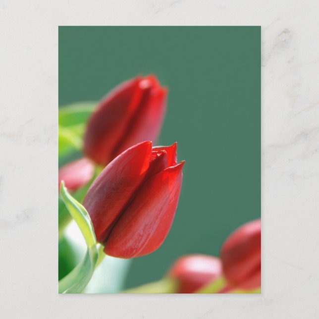 Postale Carte Tulipes (Devant)