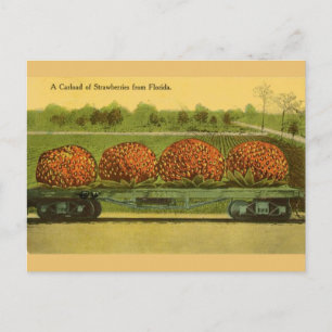 Postale Carte vintage Florida Strawberries Travel Post