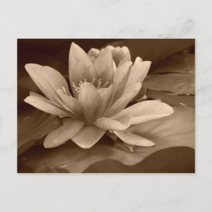 Postale Carte Water Lilly