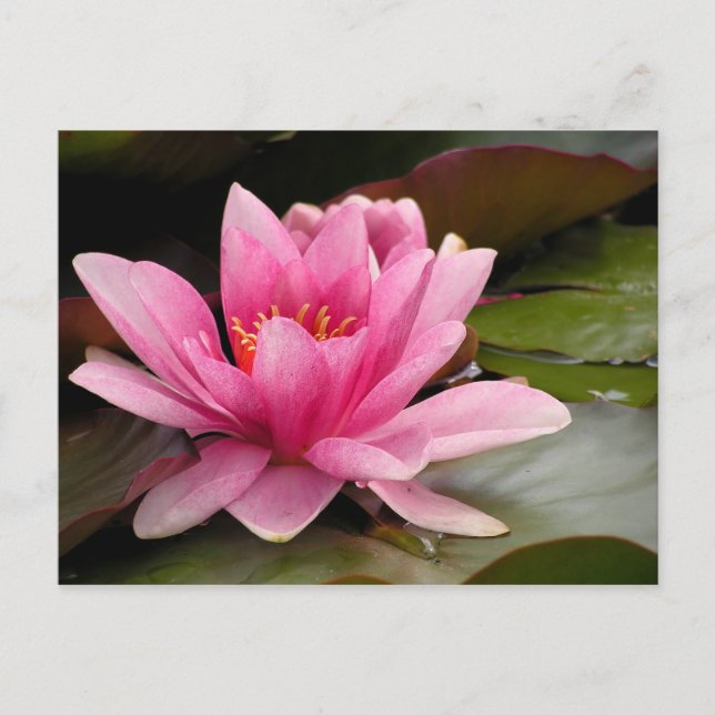 Postale Carte Water Lilly (Devant)