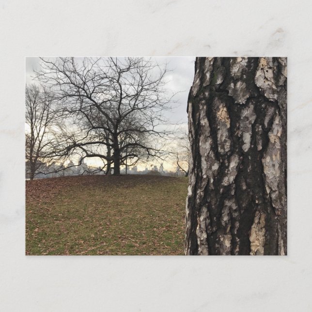 Postale Central Park New York City NYC Tree Photo Carte po (Devant)