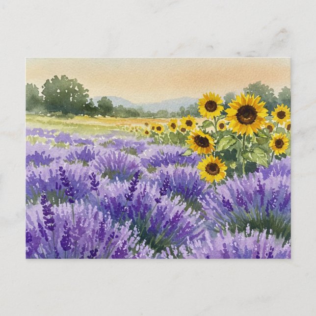Postale Champ de Tournesols et Lavande Eté Provence Carte  (Devant)