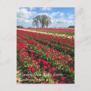 Postale Champ de tulipe avec cerf-volant, Oregon Carte pos