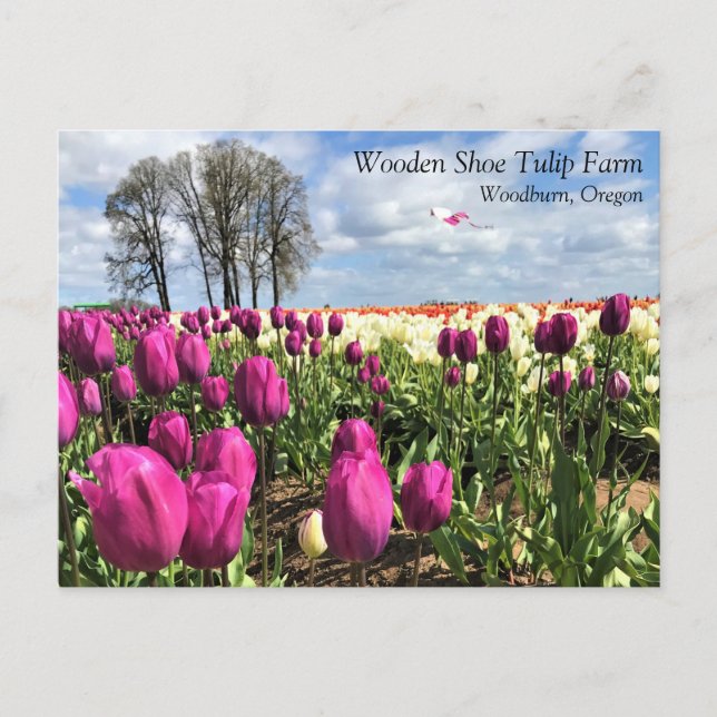 Postale Champ de tulipe avec cerf-volant, Oregon Carte pos (Devant)