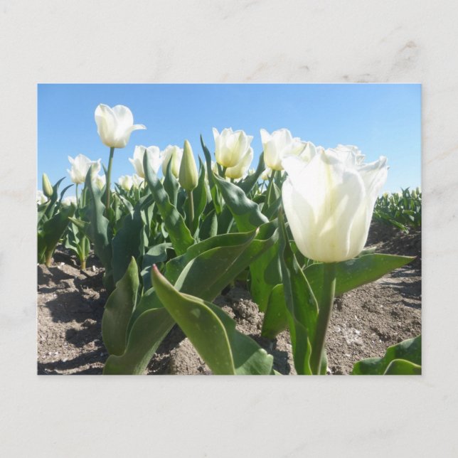 Postale Champ Sunny White Tulips do-it-yourself carte post (Devant)