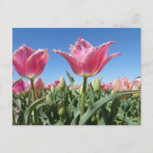 Postale Champ Tulipes roses Fermer do-it-yourself carte po