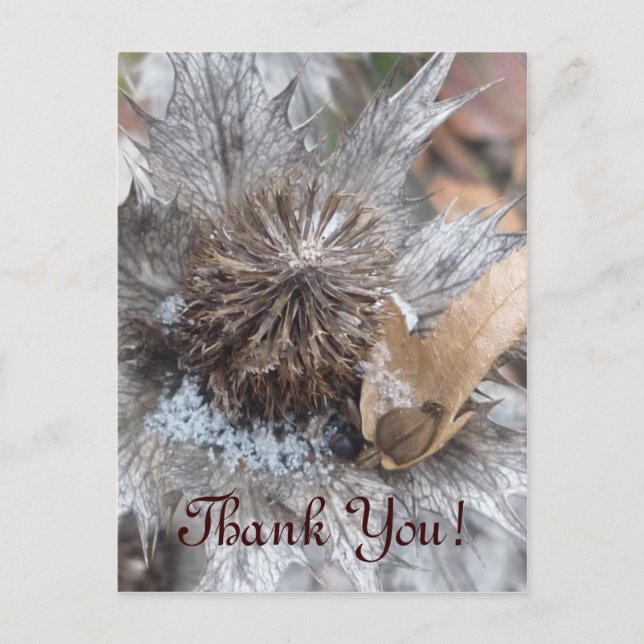 Postale Chardon d'hiver - Carte Merci (Devant)