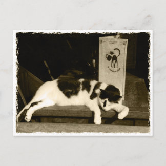 Postale Chat dans un restaurant à la carte à Paris, France
