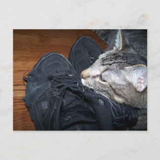 Postale chat reposant sur les vieilles chaussures carte po