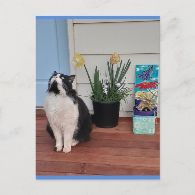 Postale Chat Smoking Élégant avec de Jolies Fleurs Carte P (Devant)