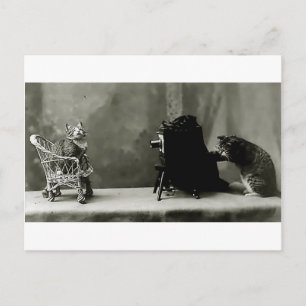Postale chats amusants chats vintages photo chats carte fu