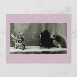 Postale chats amusants chats vintages photo chats carte fu