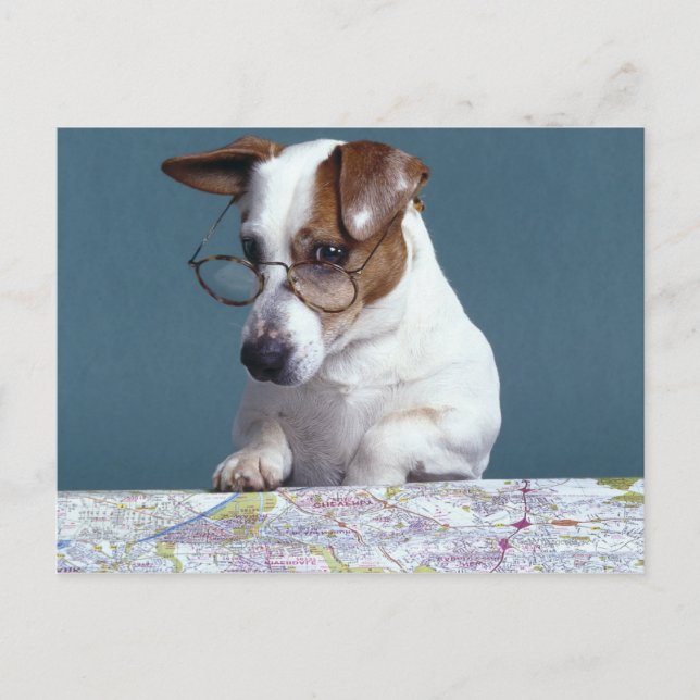 Postale Chien avec lunettes de lecture étudier la carte (Devant)