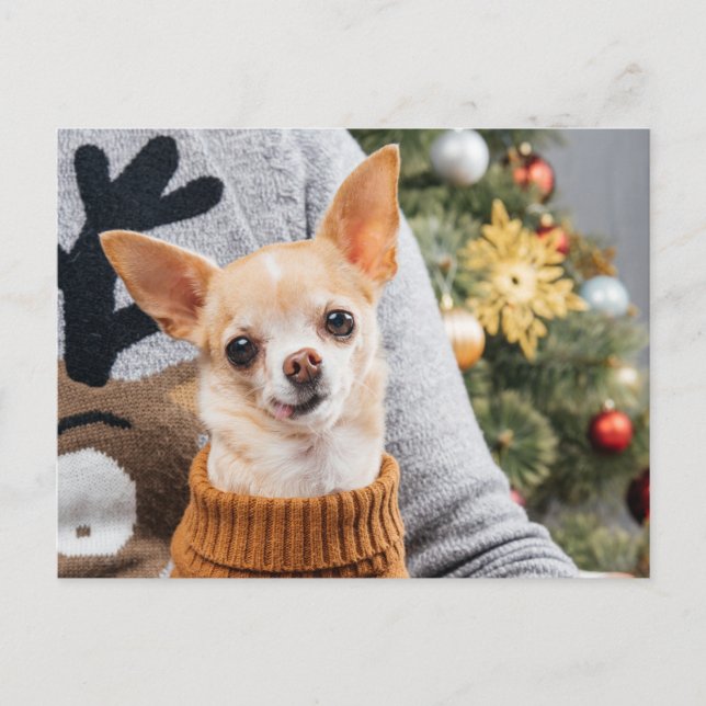 Postale Chihuahua Chien Noël avec carte de voeux de Noël A (Devant)