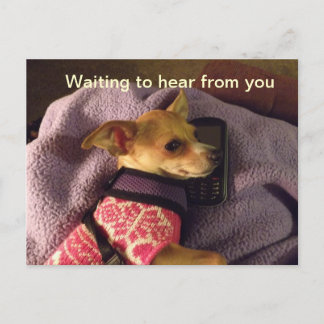 Postale Chihuahua sur carte téléphonique