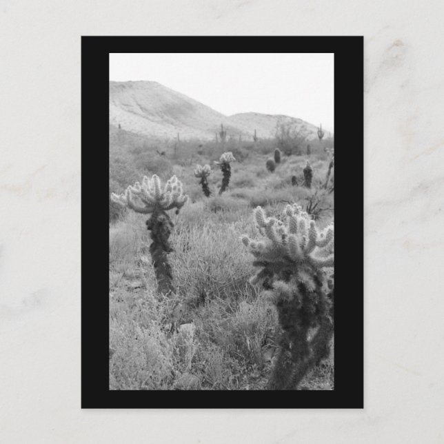Postale Chumping Cholla Cactus Desert B&W Photo Carte post (Devant)