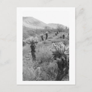 Postale Chumping Cholla Cactus Desert B&W Photo Carte post