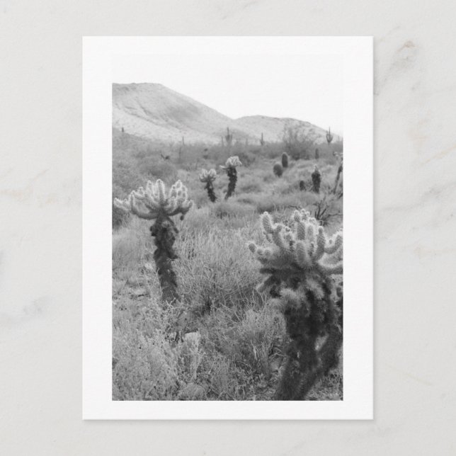 Postale Chumping Cholla Cactus Desert B&W Photo Carte post (Devant)