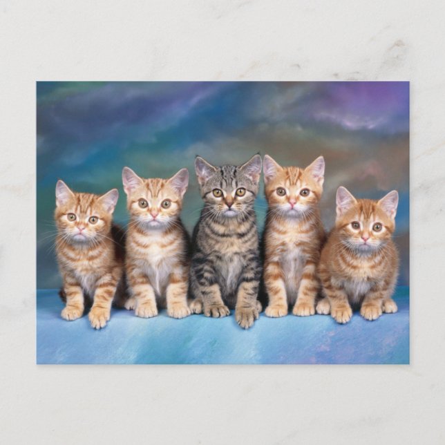 Postale Cinq chatons Tabby, rouge dans une ligne carte pos (Devant)