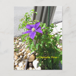 Postale Clematis vigne violet Fleurs Spiegeland Carte post