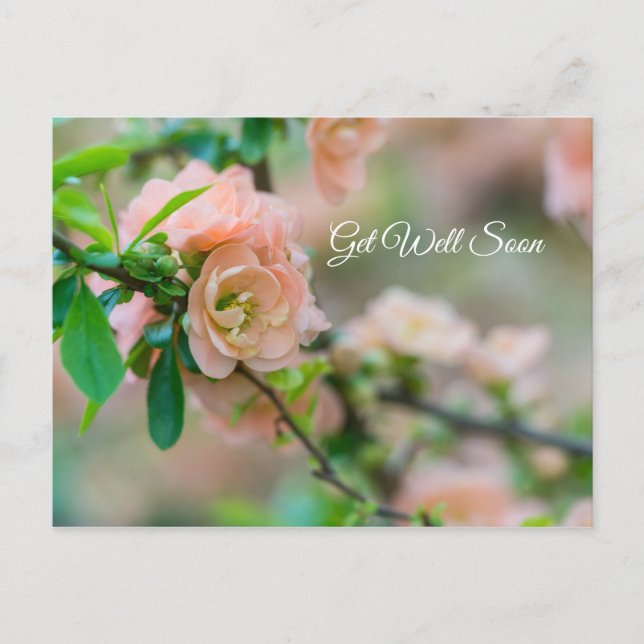 Postale Cognassier à fleurs de pêcher Carte de vœux de rét (Devant)