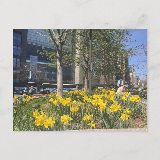 Postale Columbus Circle Daffodils NYC Springtime Carte pos (Devant)
