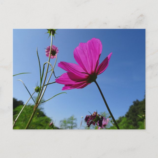 Postale Cosmea rose vif, Sky bleu do-it-yourself carte pos (Devant)