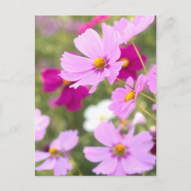 Postale Cosmos ［ carte postale] (Devant)