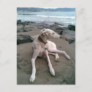 Postale Crème Greyhound Chien Chien Blanc carte pour notes